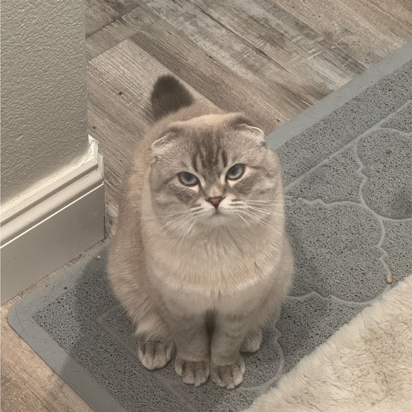 katinazz
